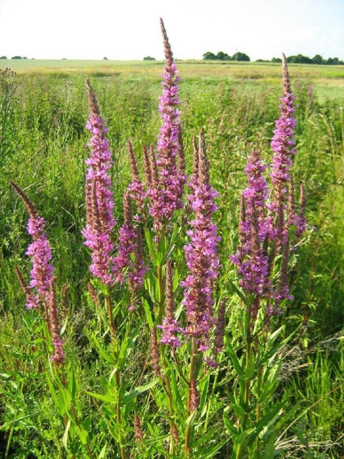 Fewo Im Naturschutzgebiet Hiddenhausen Экстерьер фото