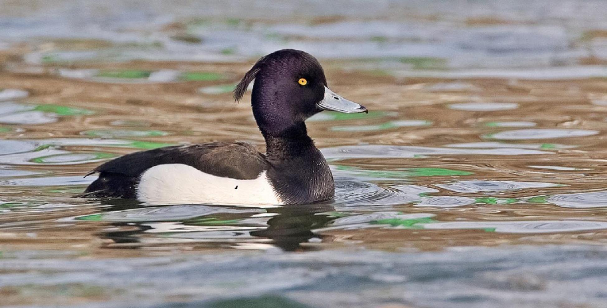 Fewo Im Naturschutzgebiet Hiddenhausen Экстерьер фото